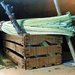 Cardo con barquilla
